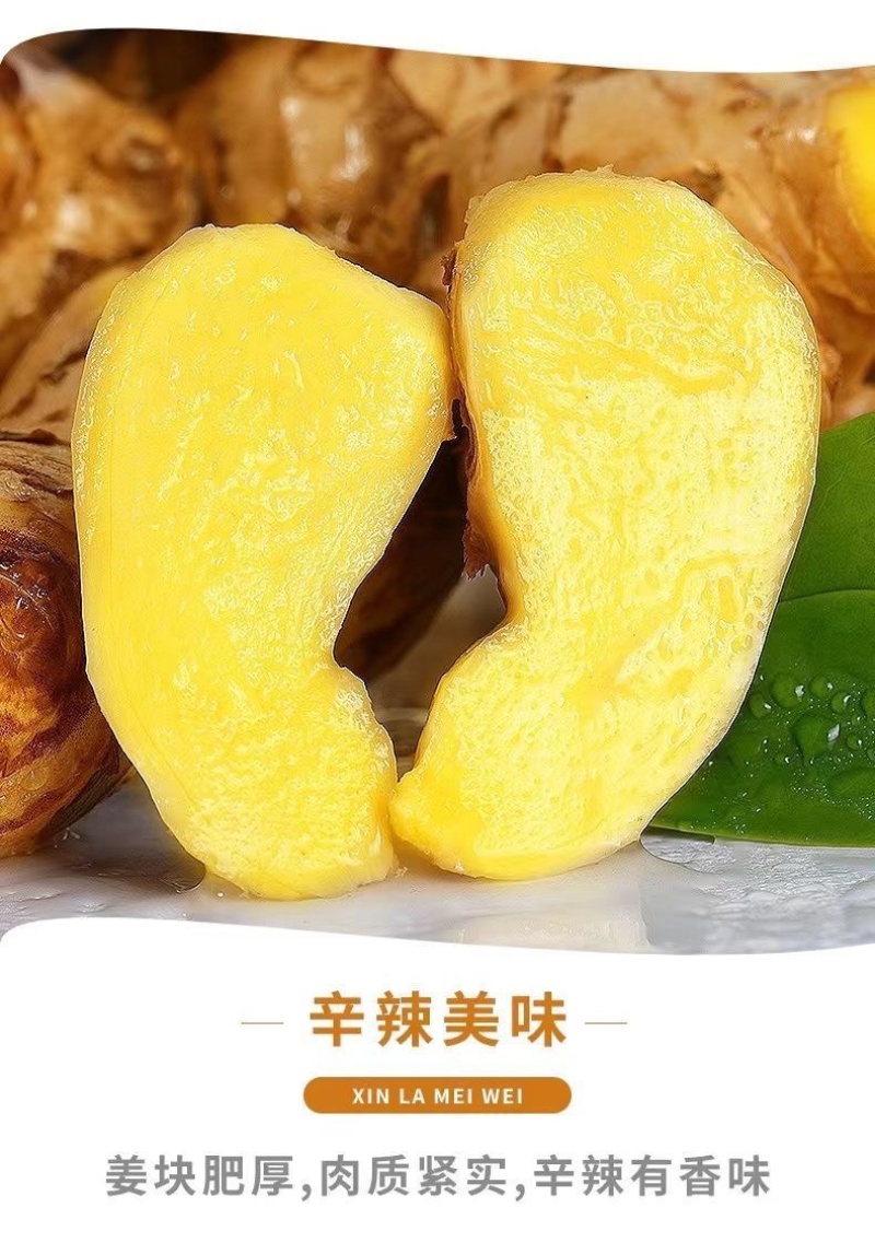 云南新鲜生姜小黄姜5斤精选鲜嫩新鲜姜蔬菜一件代发