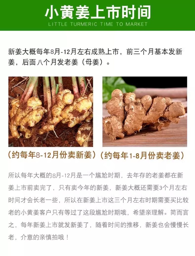 云南新鲜生姜小黄姜5斤精选鲜嫩新鲜姜蔬菜一件代发