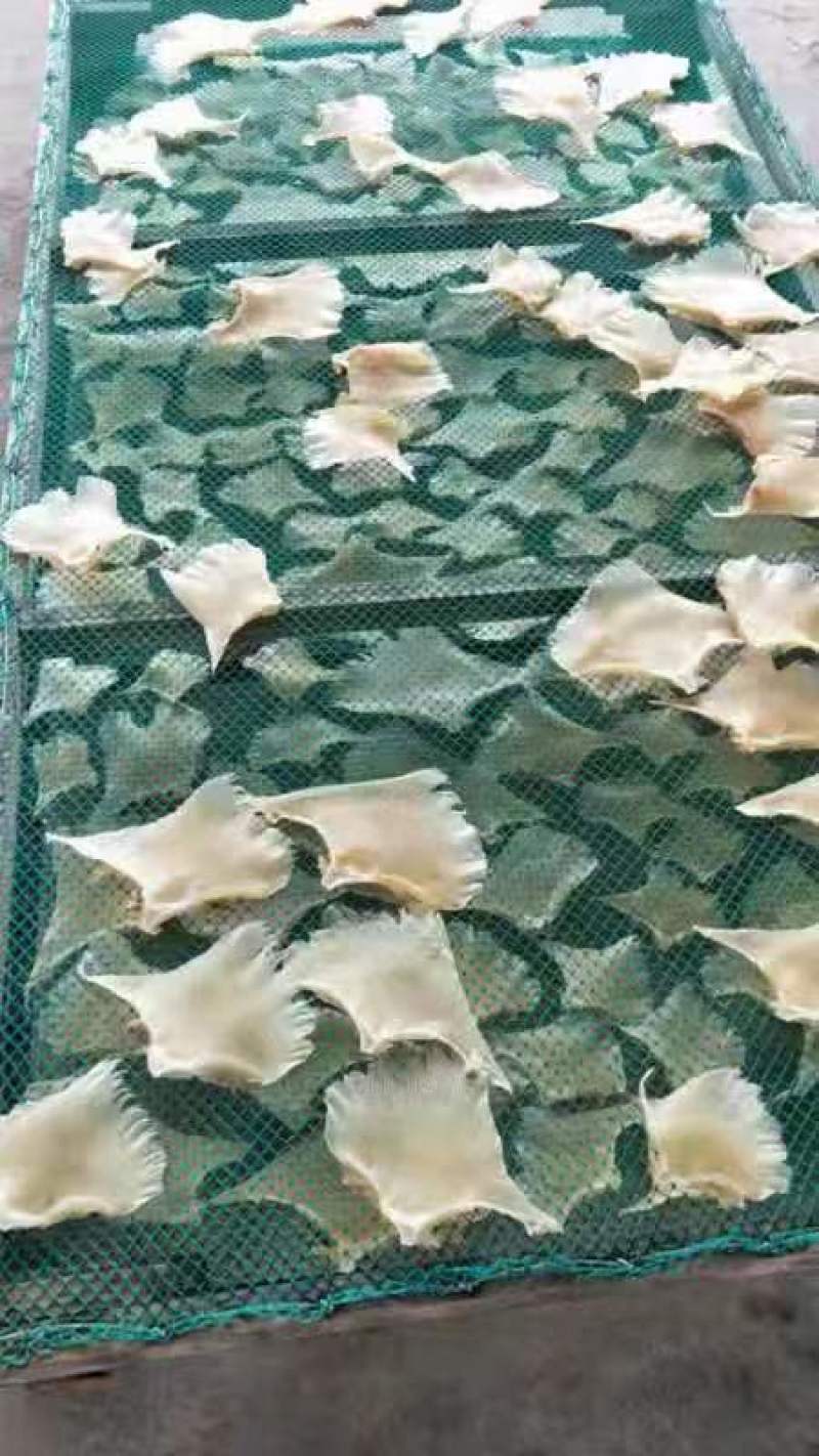【精选】北海浦鱼翅大量供应一手货源品质保证量大从优