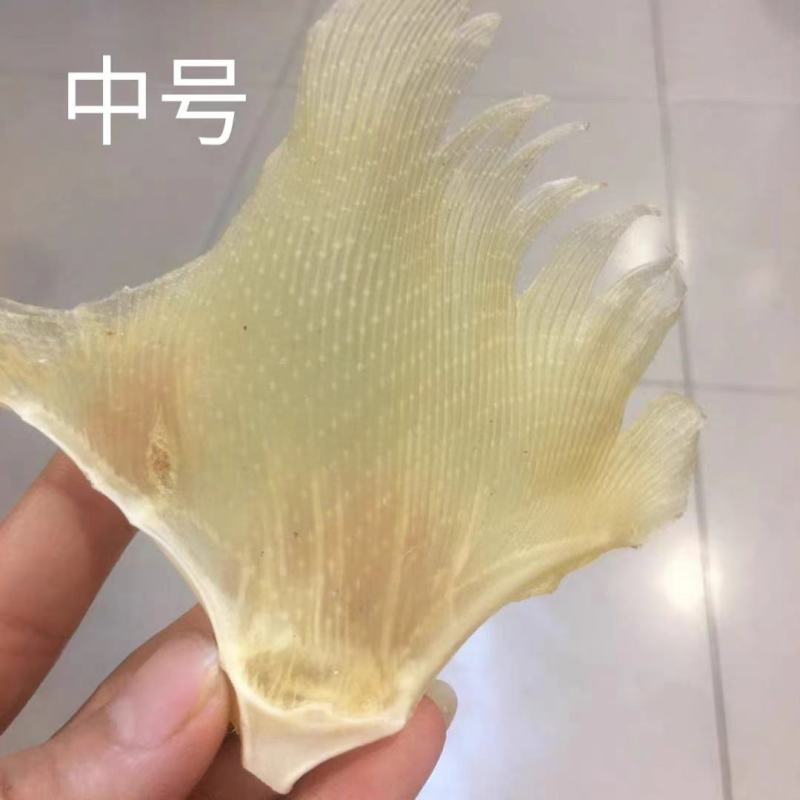【精选】北海浦鱼翅大量供应一手货源品质保证量大从优