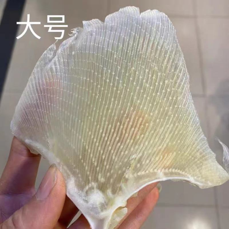 【精选】北海浦鱼翅大量供应一手货源品质保证量大从优