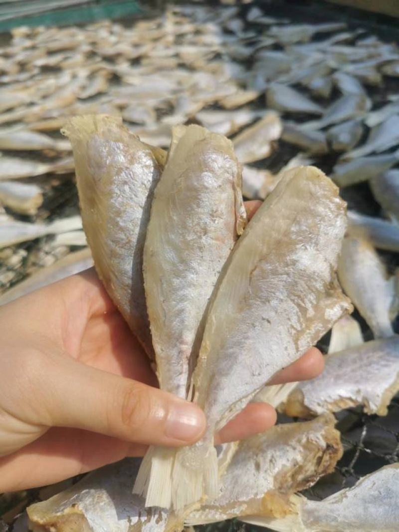 【自家晒场批发】目鲢鱼[中]去头去皮鱼干淡晒电联采购