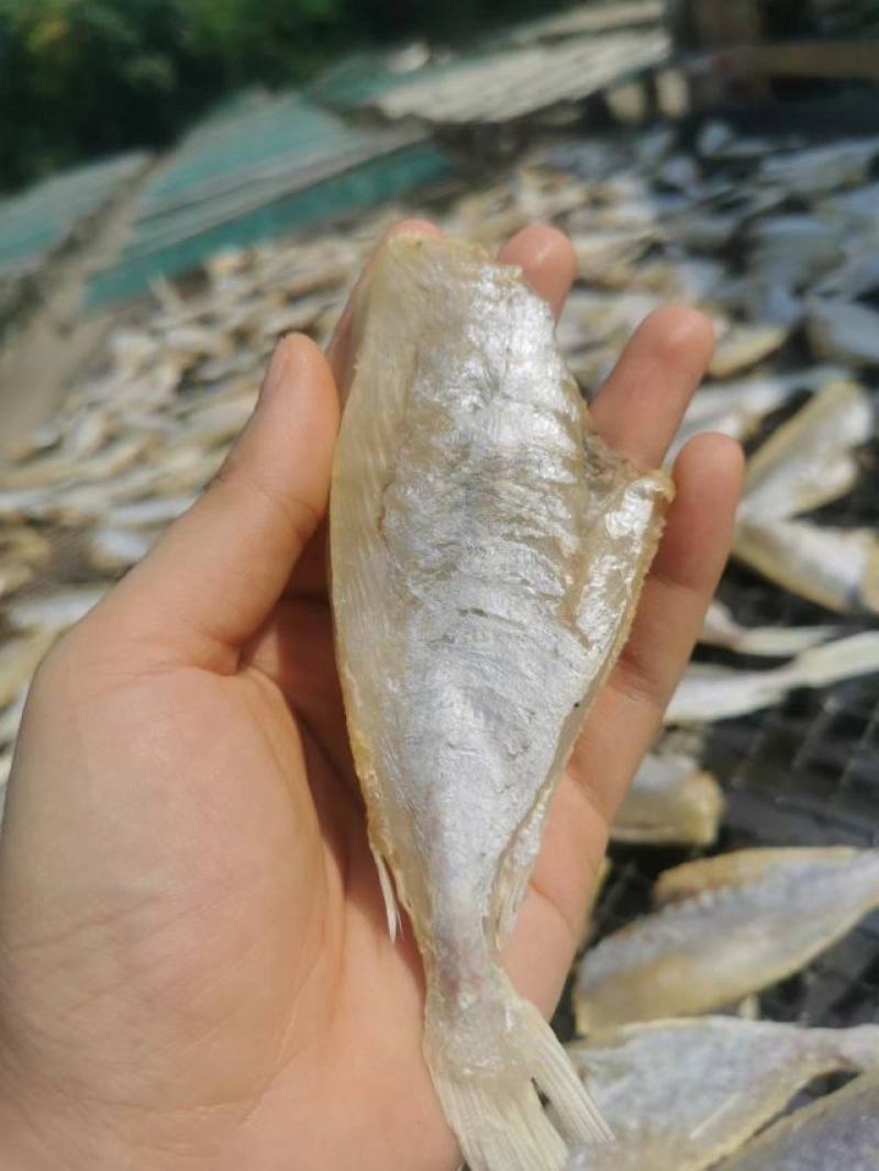 【自家晒场批发】目鲢鱼[中]去头去皮鱼干淡晒电联采购