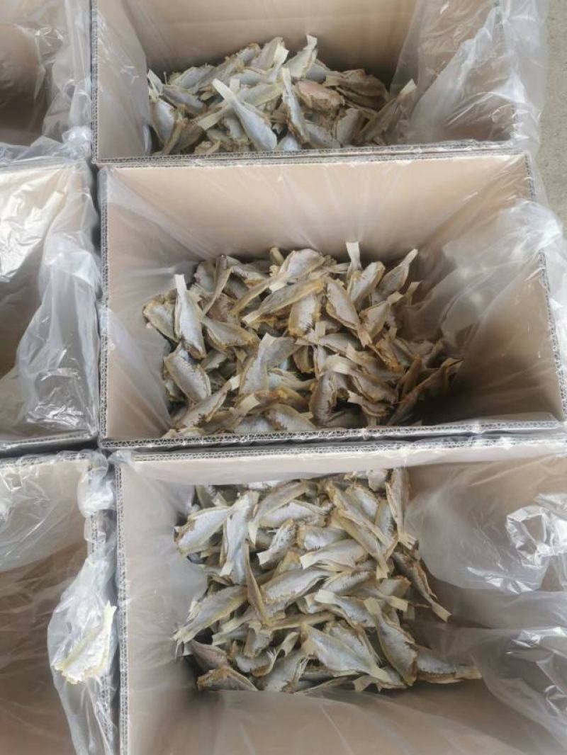 【自家晒场批发】目鲢鱼[中]去头去皮鱼干淡晒电联采购