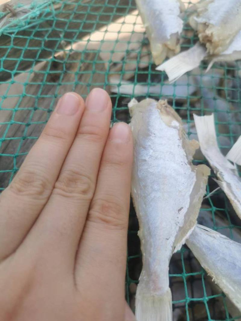 【自家晒场批发】目鲢鱼[中]去头去皮鱼干淡晒电联采购