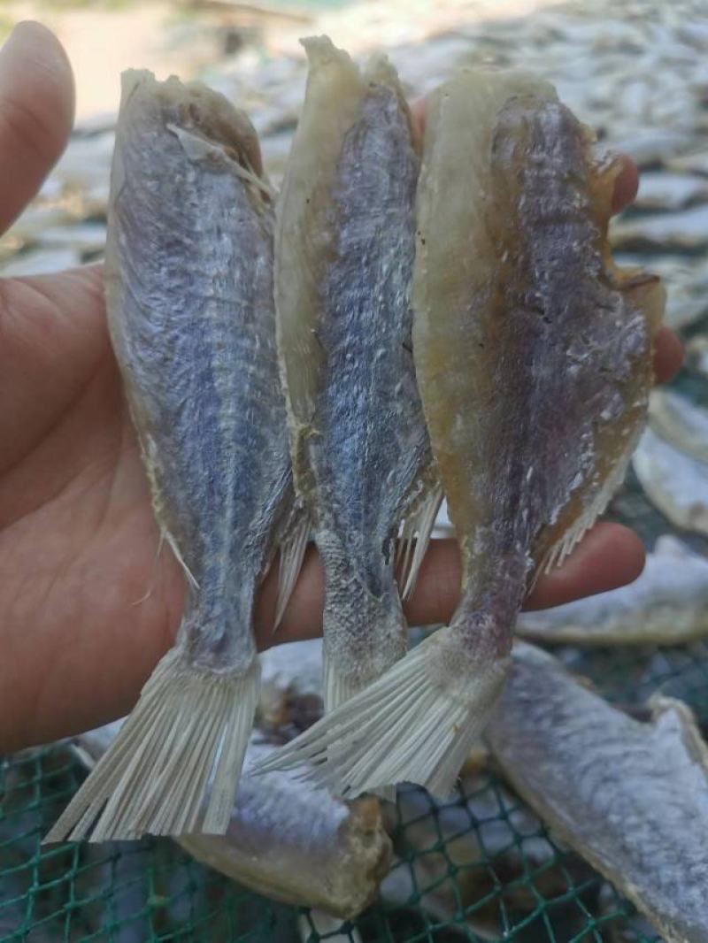 【自家晒场批发】目鲢鱼[中]去头去皮鱼干淡晒电联采购