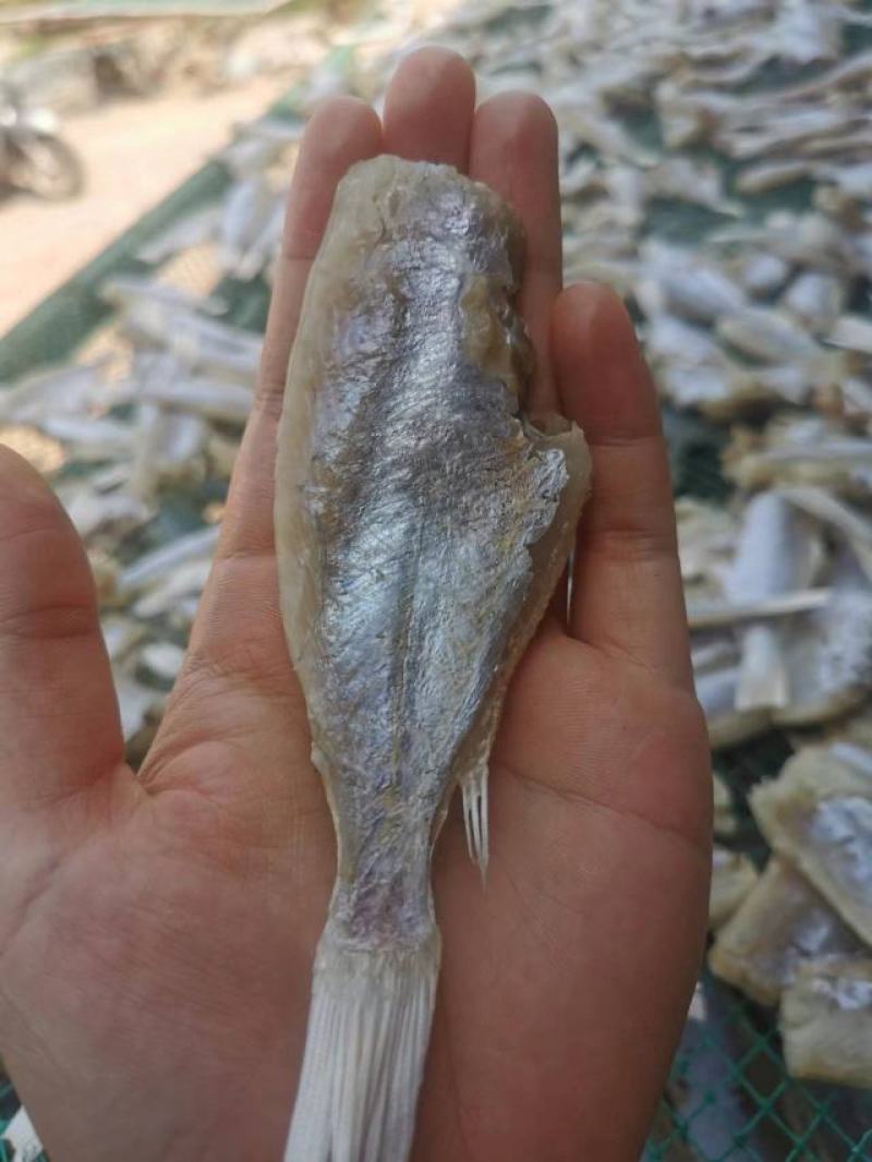 【自家晒场批发】目鲢鱼[中]去头去皮鱼干淡晒电联采购