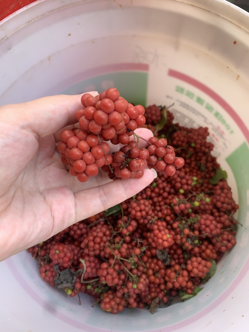 粉防己种子