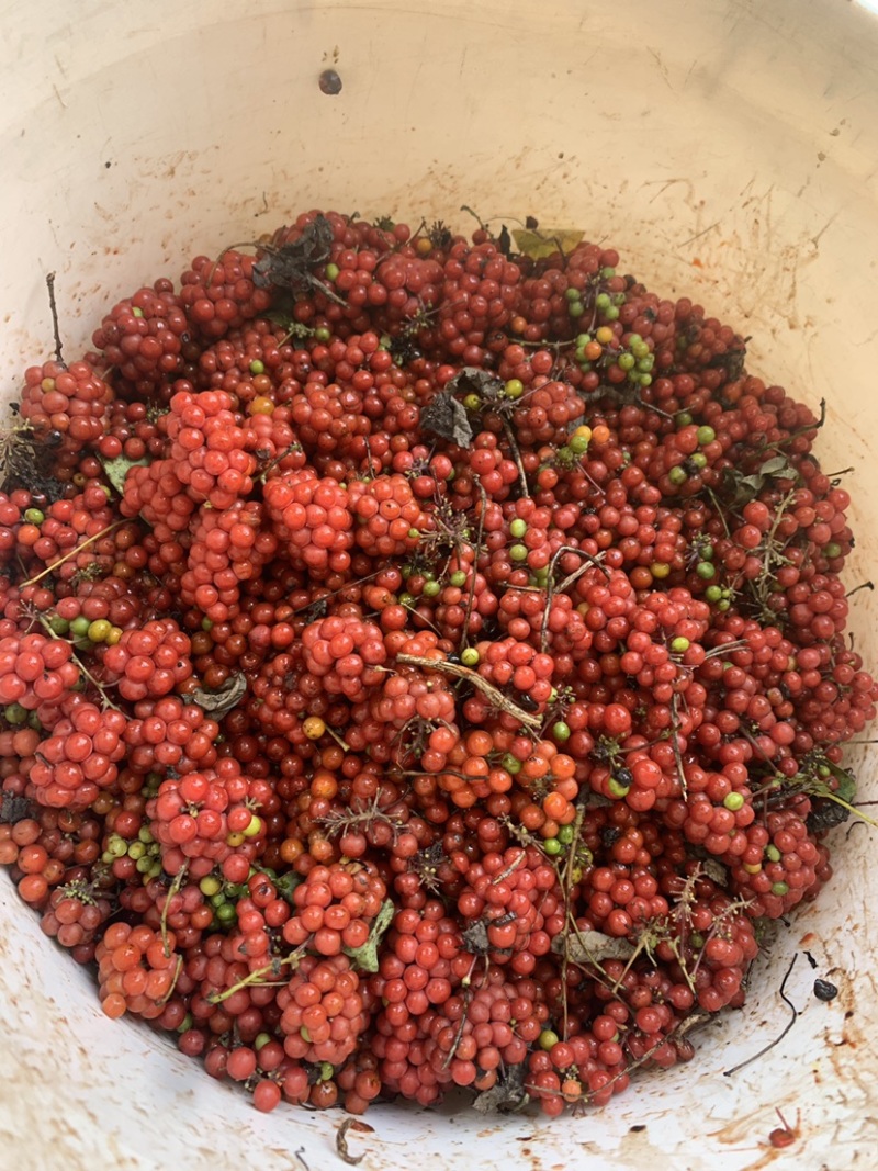 粉防己种子