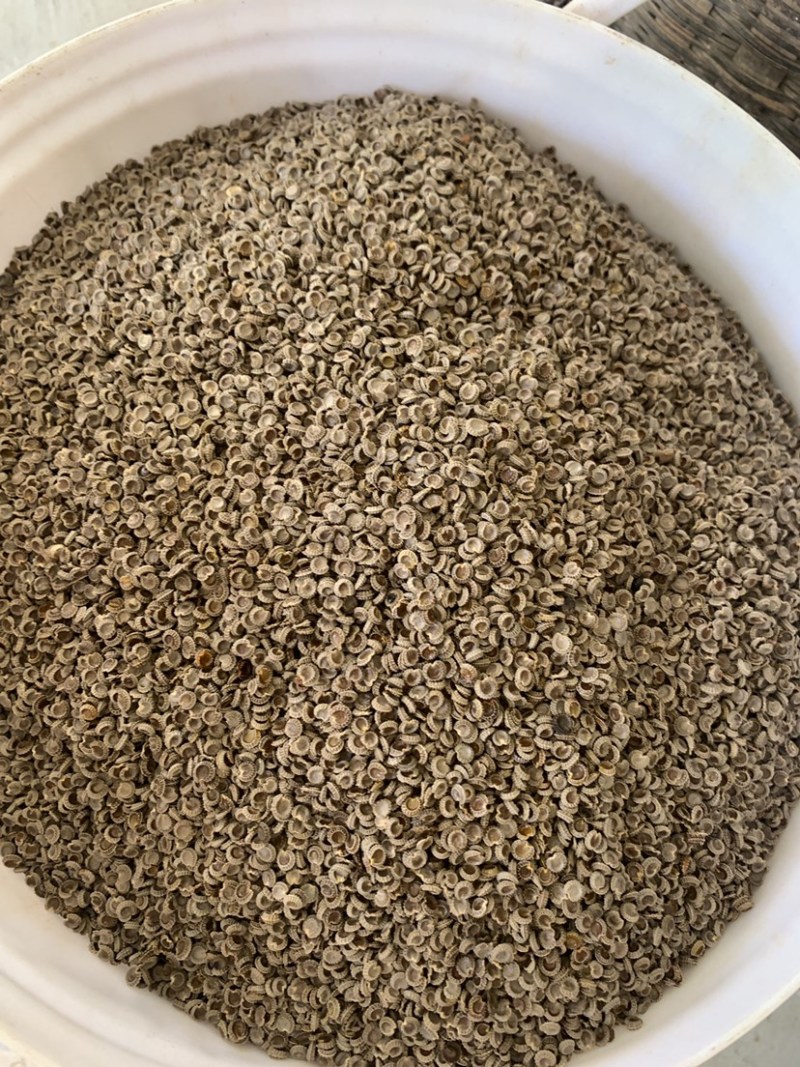 粉防己种子