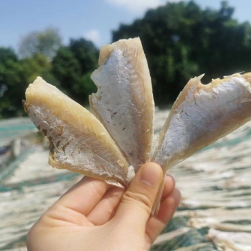 【自家晒场批发】目鲢鱼[中]去头去皮鱼干淡晒电联采购