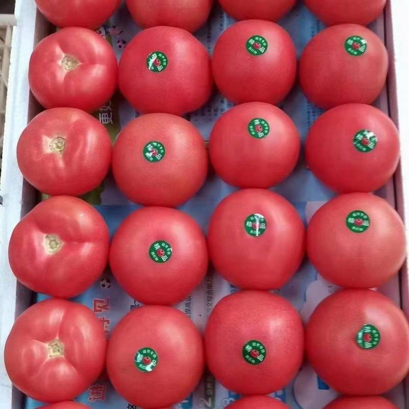 【硬粉西红柿】硬粉西红柿，聊城产地，果型圆润耐运输
