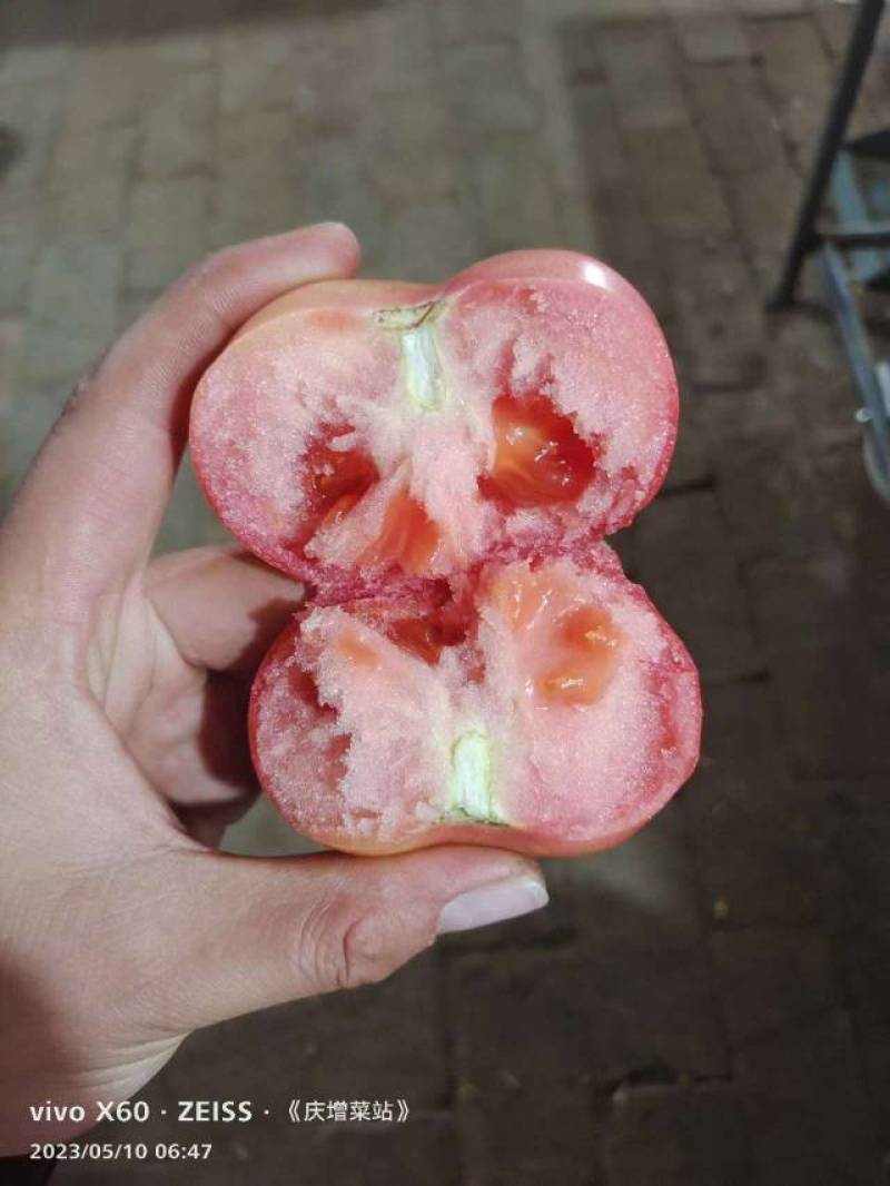 【硬粉西红柿】硬粉西红柿，聊城产地，果型圆润耐运输