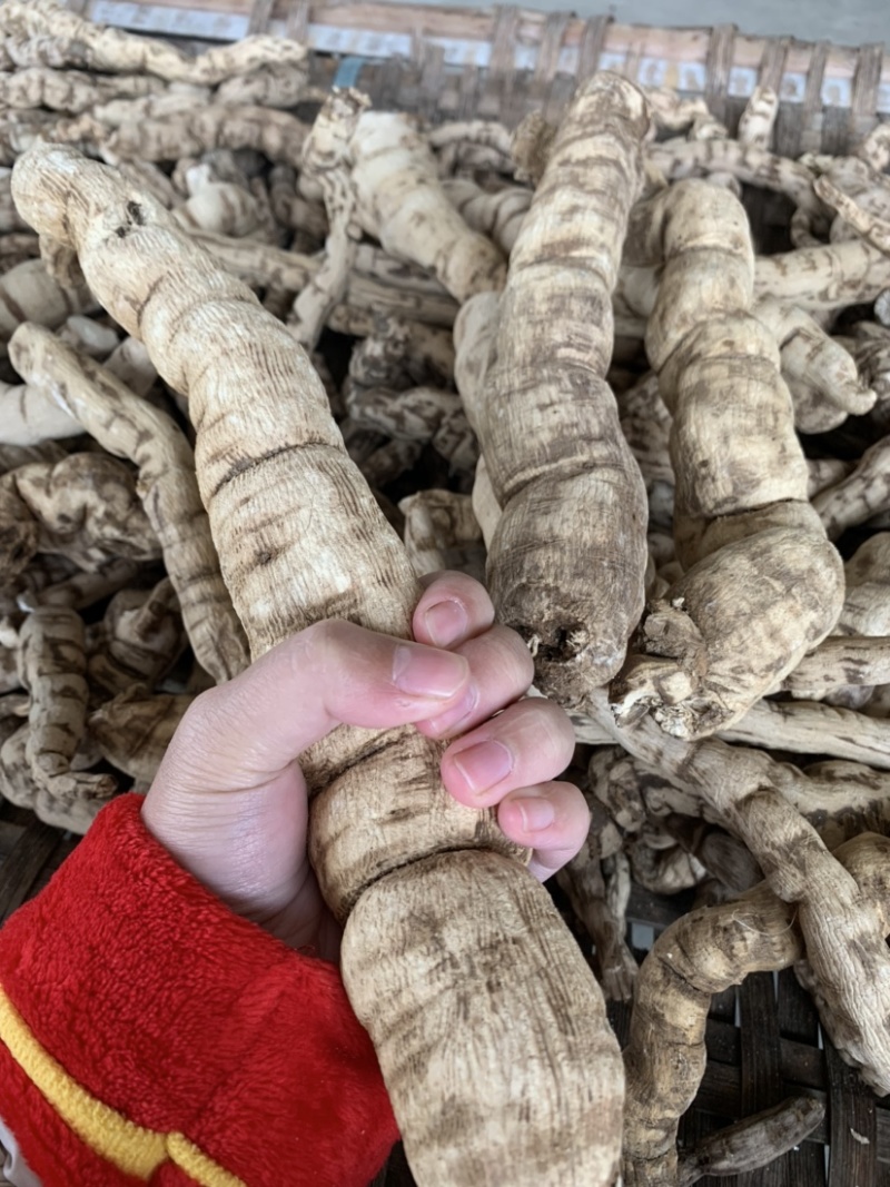 粉防己种子