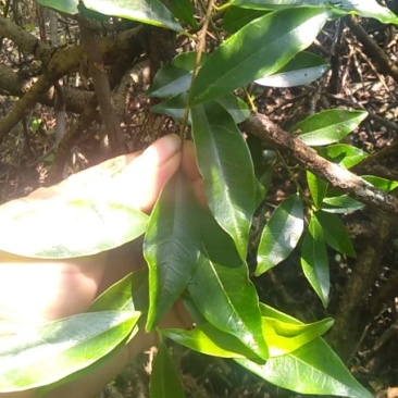 鲜货现挖现卖，纯野生老水货穿破石。黄金色黄金色的。