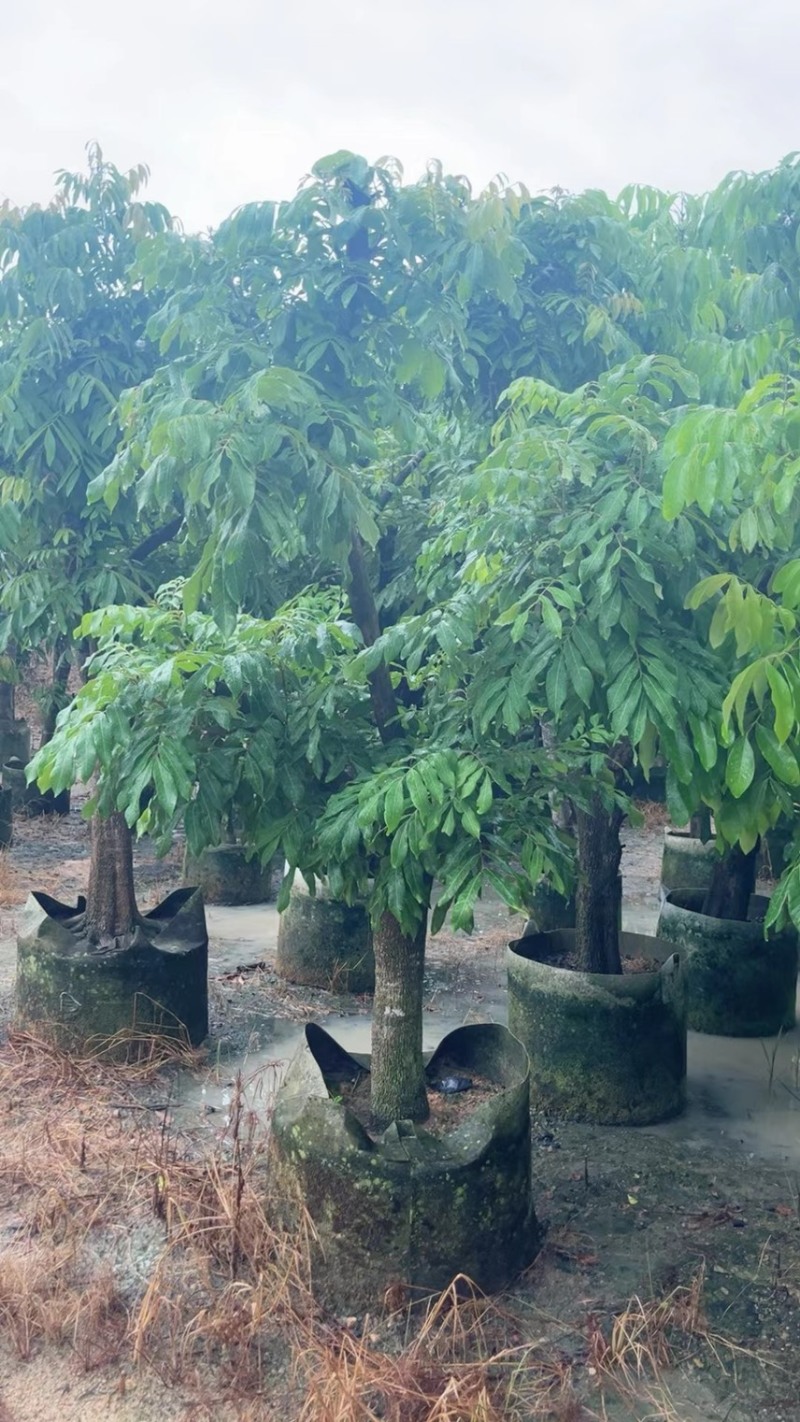 龙眼树10-12-15公分大量出售袋苗移植苗广东普宁产地