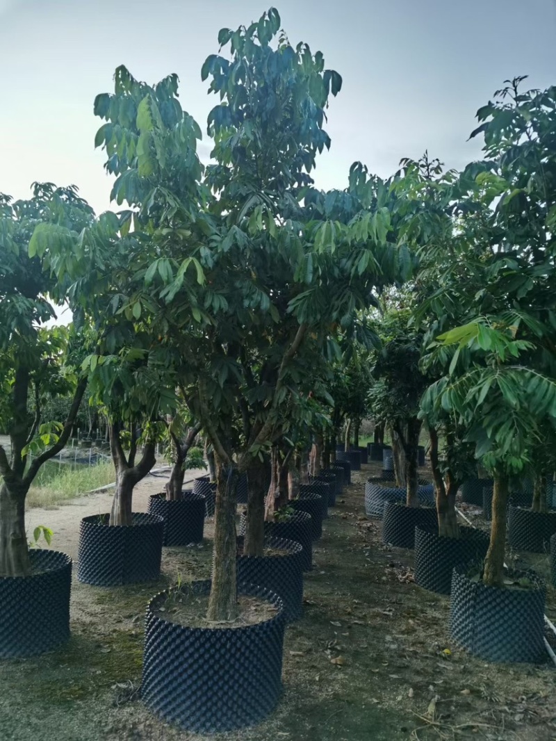 龙眼树10-12-15公分大量出售袋苗移植苗广东普宁产地
