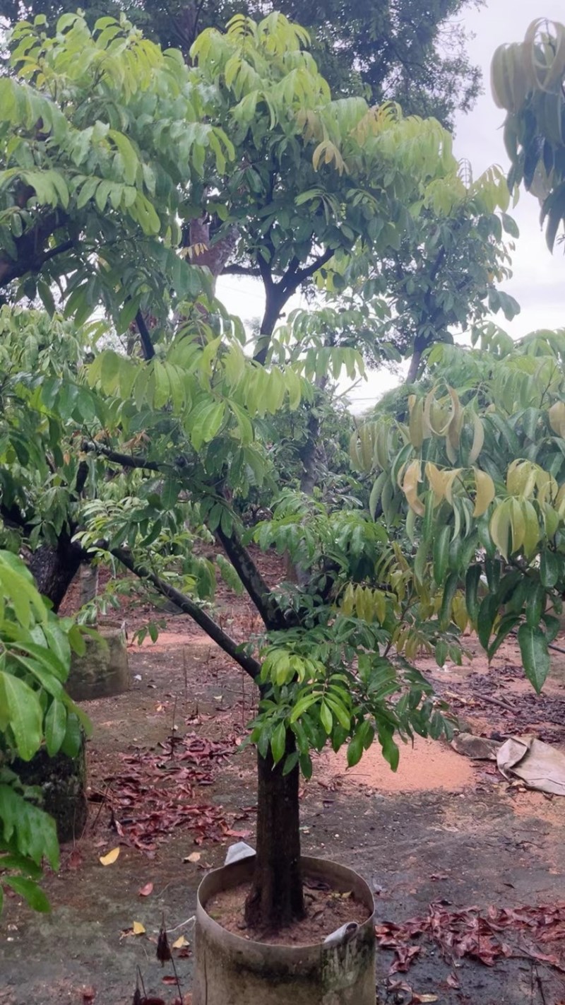 龙眼树10-12-15公分大量出售袋苗移植苗广东普宁产地