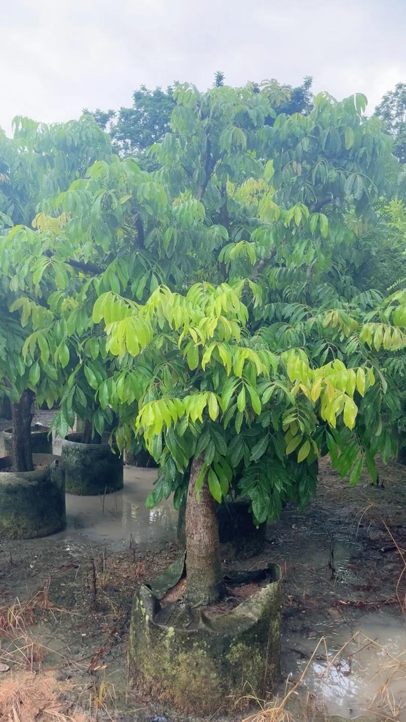 龙眼树10-12-15公分大量出售袋苗移植苗广东普宁产地