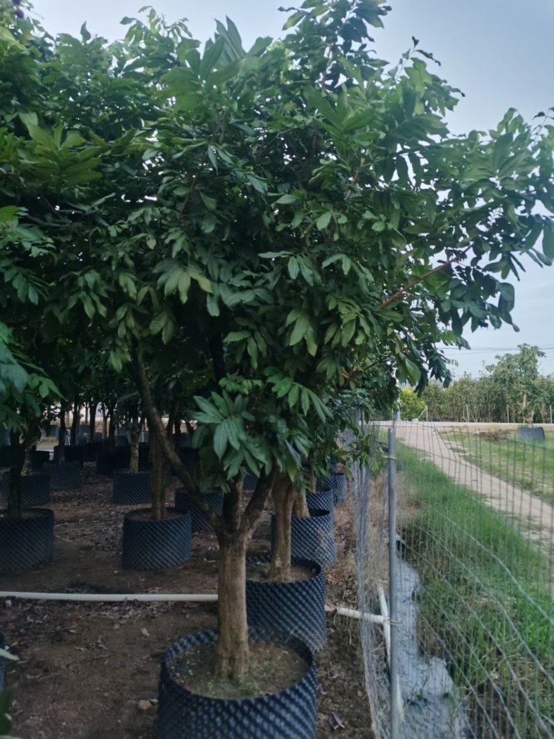 龙眼树10-12-15公分大量出售袋苗移植苗广东普宁产地