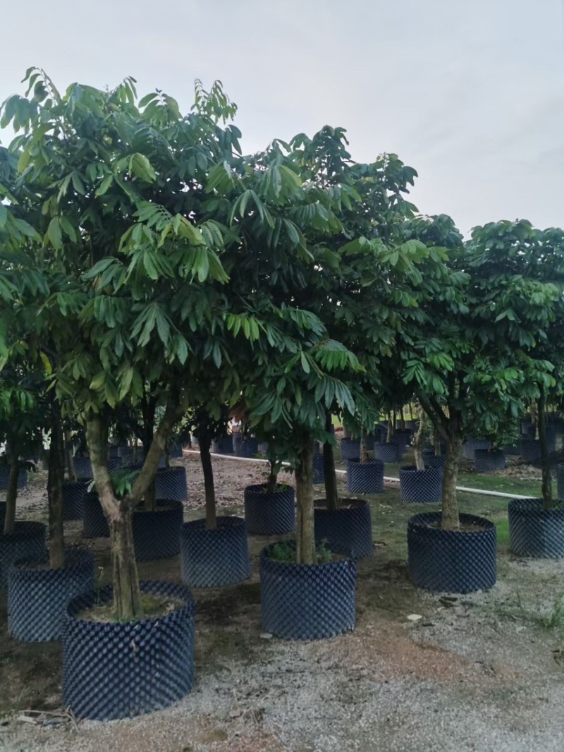 龙眼树10-12-15公分大量出售袋苗移植苗广东普宁产地