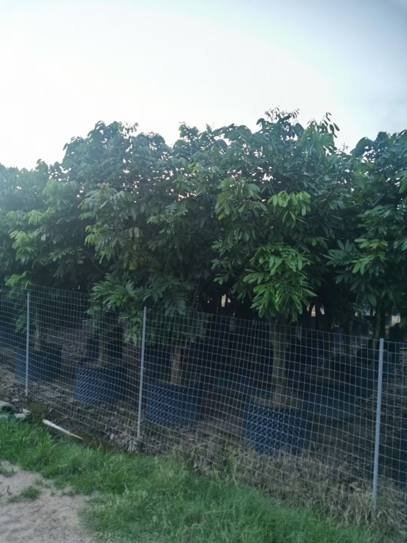 龙眼树10-12-15公分大量出售袋苗移植苗广东普宁产地