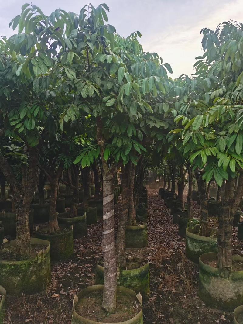 龙眼树10-12-15公分大量出售袋苗移植苗广东普宁产地