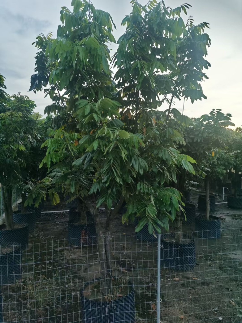 龙眼树10-12-15公分大量出售袋苗移植苗广东普宁产地