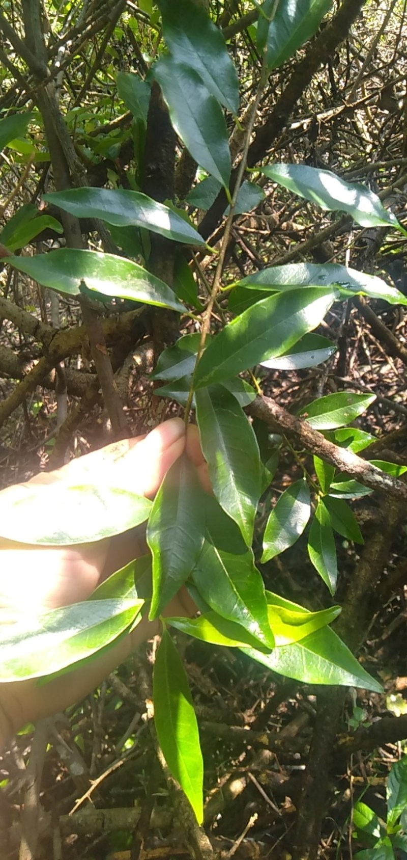 鲜货现挖现卖，纯野生老水货穿破石。黄金色黄金色的。
