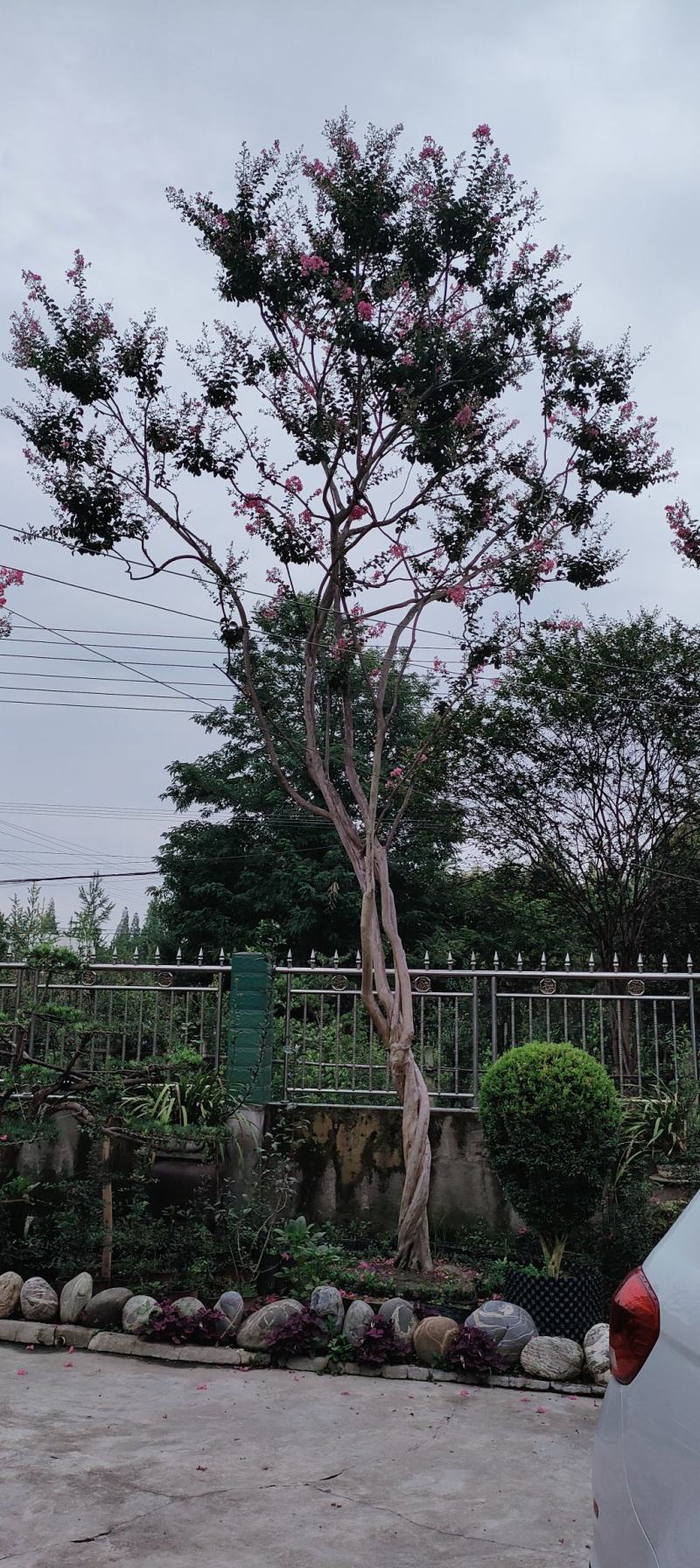 老紫薇
