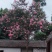 老紫薇