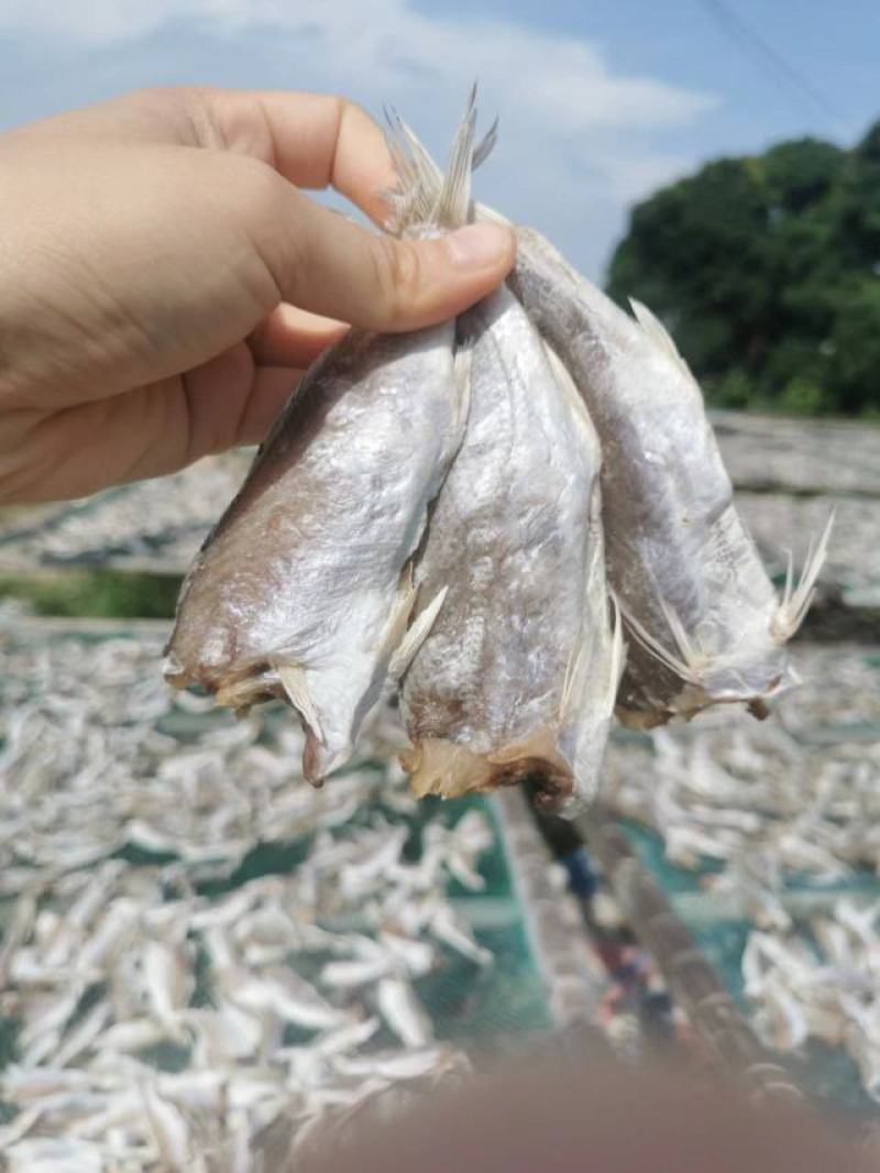 【牛商优选】广西北海精品黄鱼干规格齐全口感香脆精选