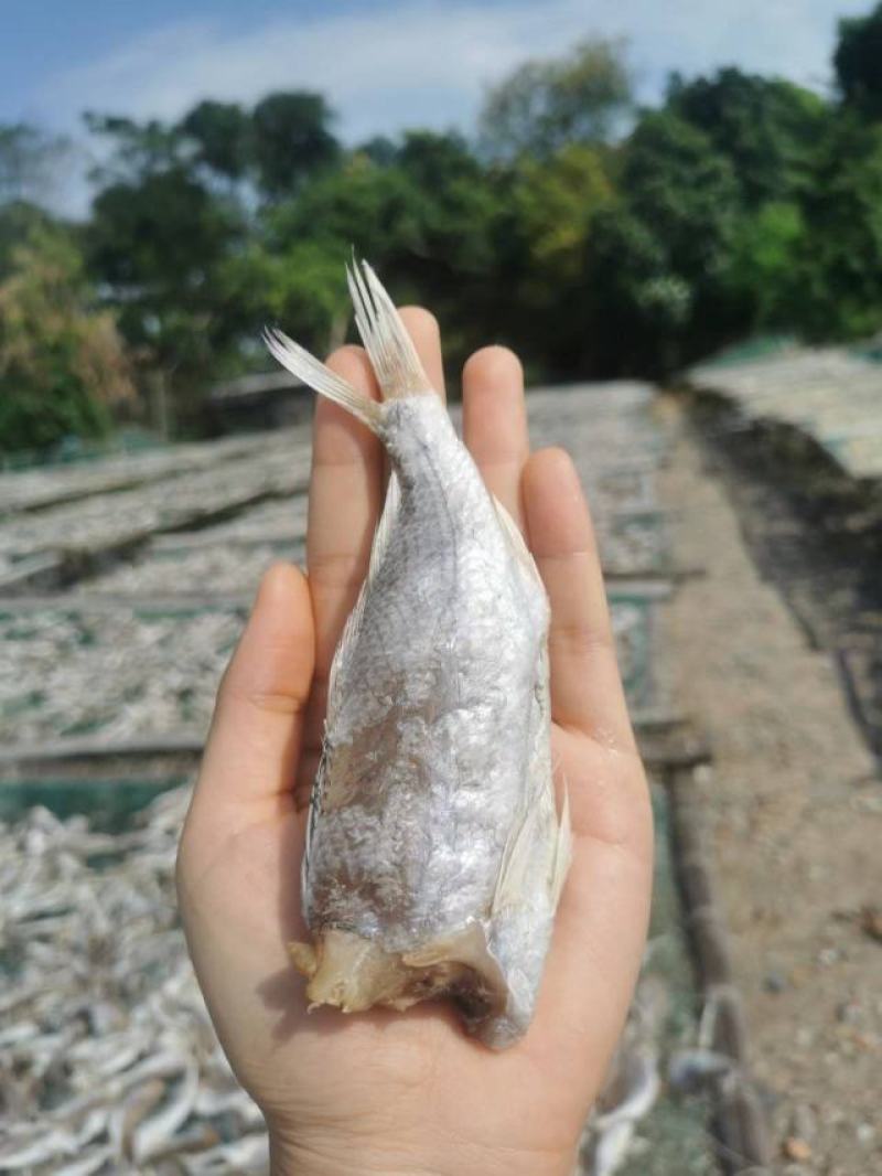 【牛商优选】广西北海精品黄鱼干规格齐全口感香脆精选