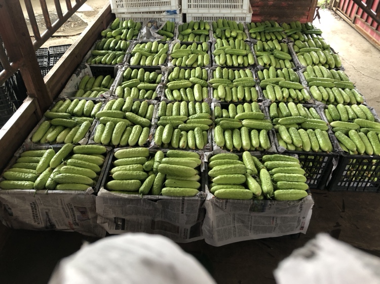 孕妇挑选新鲜旱黄瓜