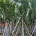 大叶榕，黄葛树5-8-12-15-18公分，大量现货供应