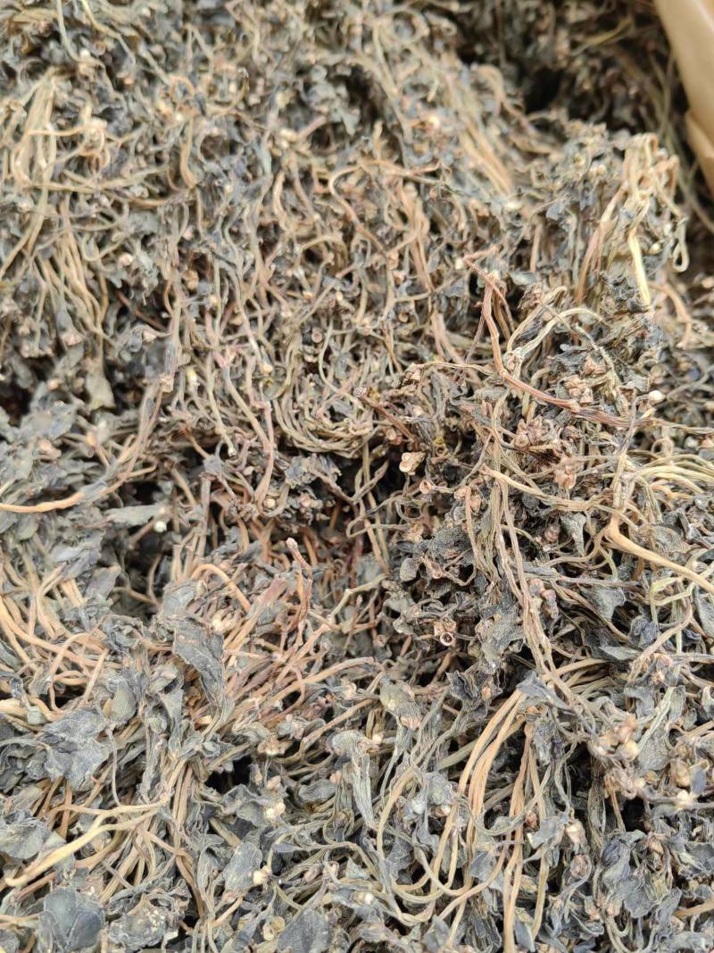 马齿苋土特产蚂蚱菜新货无硫自然晾晒
