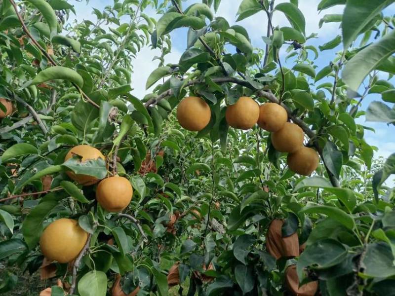 【精选】山东精品脆甜丰水梨现摘现发甜度高水分足推荐