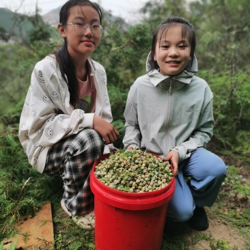 柏树籽新鲜