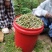 柏树籽新鲜