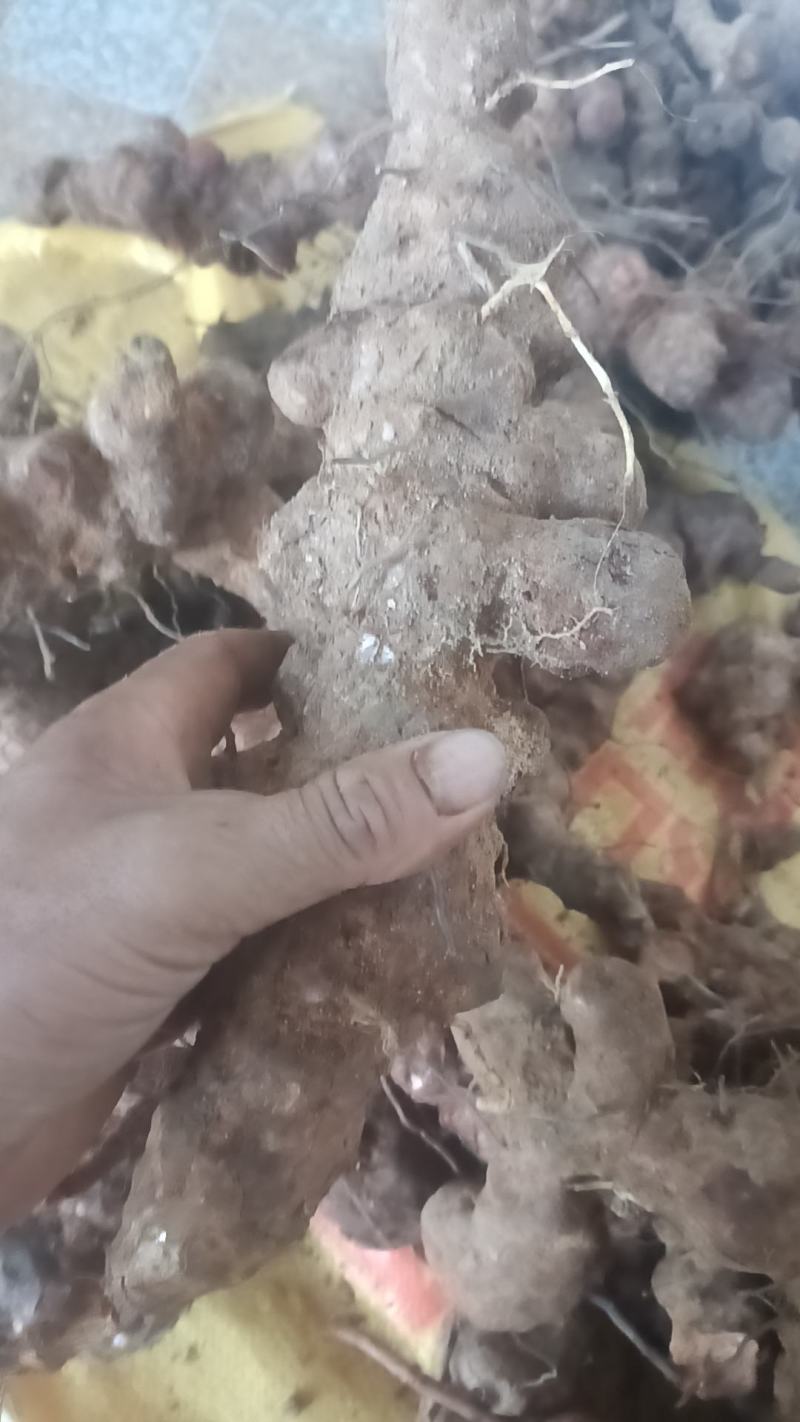 漂亮野生白肉土茯苓