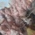 漂亮野生白肉土茯苓
