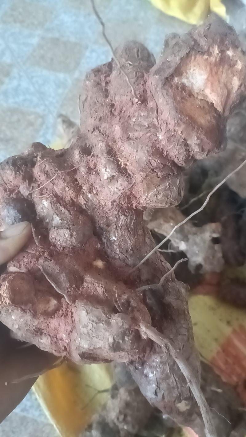 漂亮野生白肉土茯苓