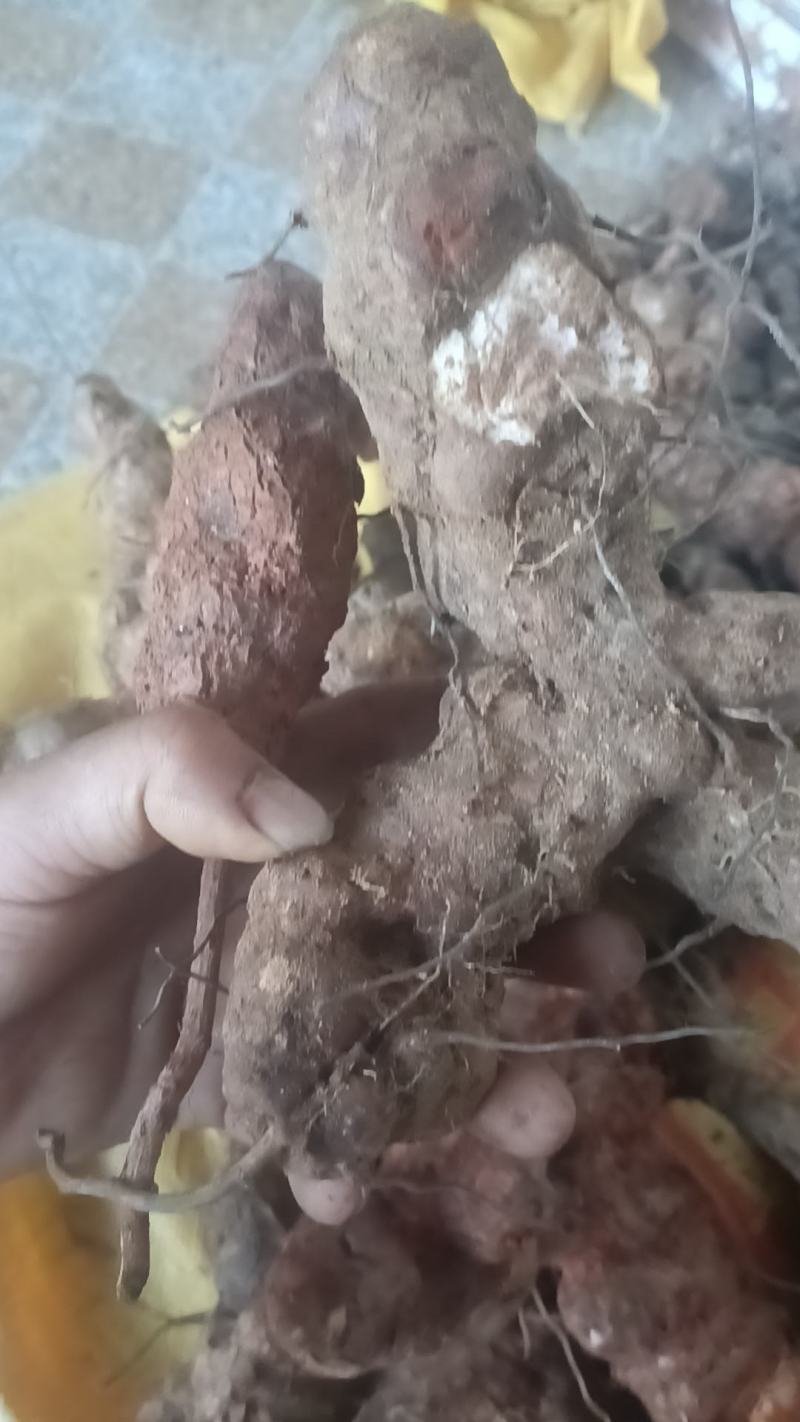 漂亮野生白肉土茯苓