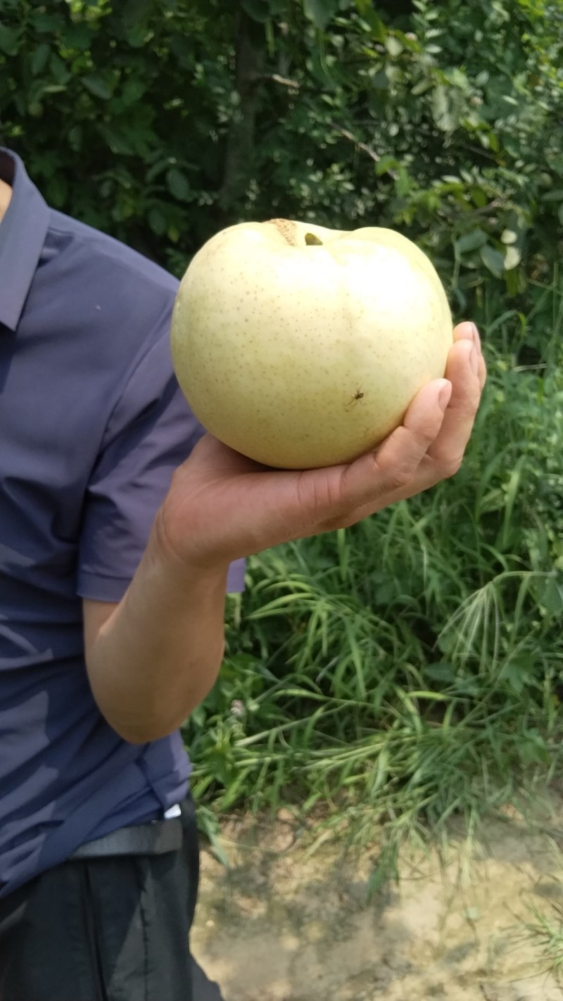 大车随便装一千亩圆黄绿宝石颜色精品九零以上给钱就卖把握