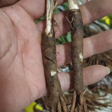 仙茅