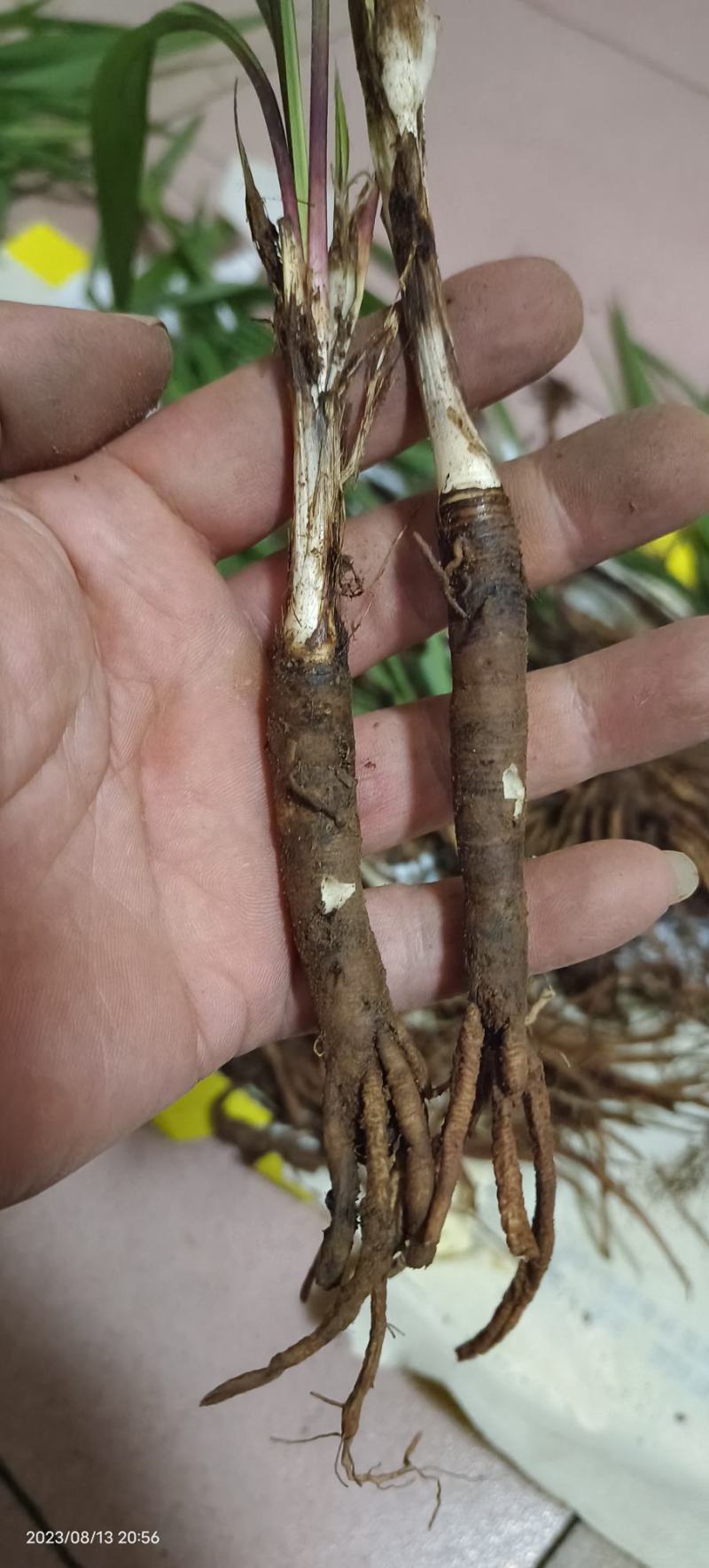 仙茅