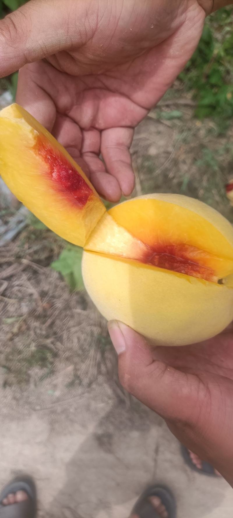 锦绣黄桃