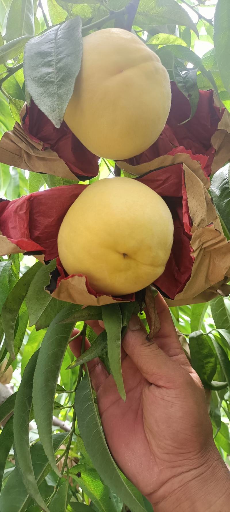 锦绣黄桃