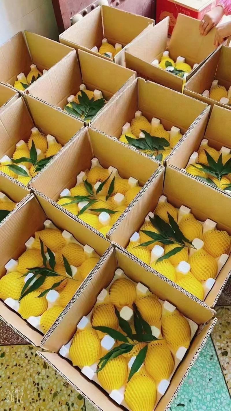锦绣黄桃