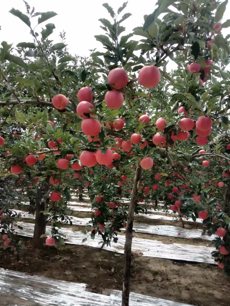 陕西洛川红嘎啦脆甜